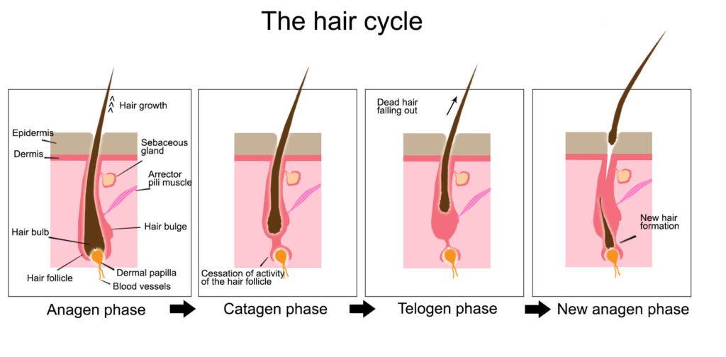 When does minoxidil shedding start? An effect of little concern 2 When does shedding start using minoxidil?