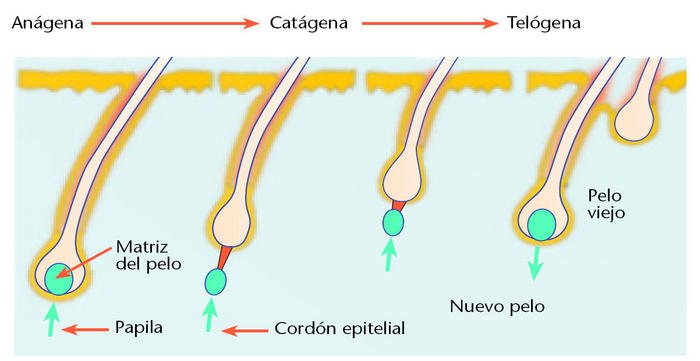 When does shedding start using minoxidil