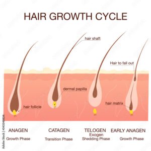 What happens if I stop applying minoxidil ?